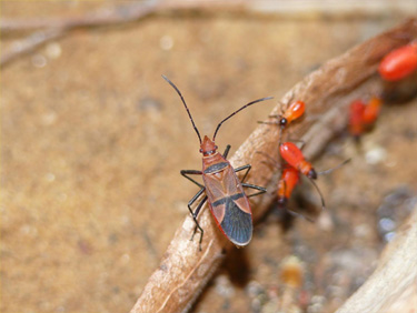 This is African cotton stainer Dysdercus fasciatus. (Photo Credit: Martin Kaltenpoth / Max Planck Institute for Chemical Ecology)