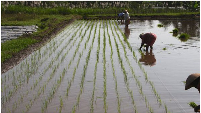 Copyright: Flickr/IFPRI/Ian Masias