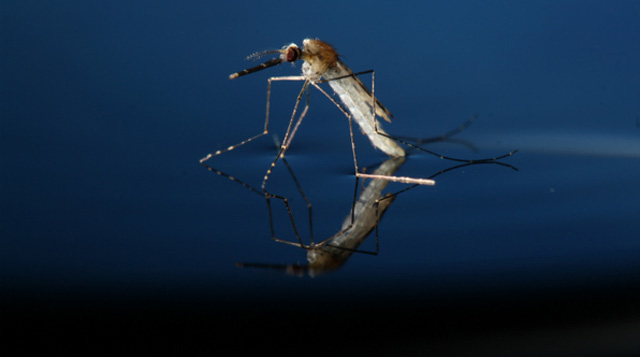 malaria mos