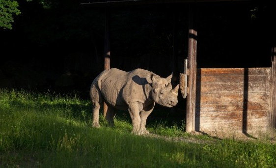 Eliska the Rhino